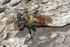 Robber fly