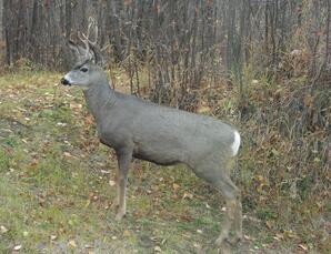 Young Buck-02