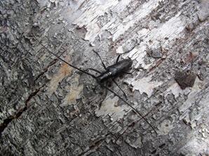 Long-horned Wood boring beetle-02
