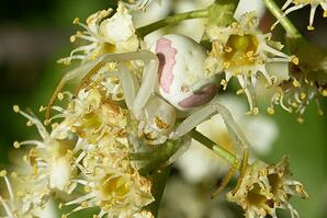 Crab spider on chokecherry blossom