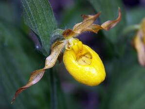 Yellow Lady's Slipper Orchid