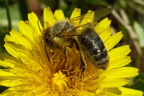 Honey Bee on Common Dandelion Flower-02