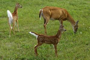 Mother white-tailed deer with two fawns