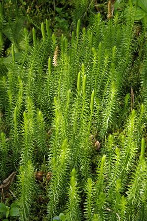 Club-moss