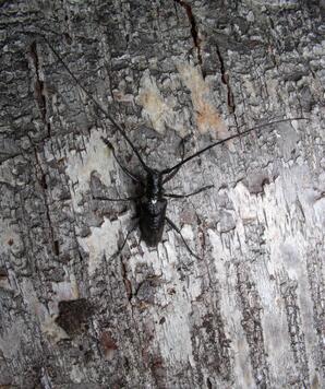 Long-horned Wood boring beetle-01