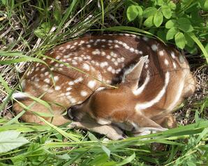 Curled Fawn of White-tailed Deer