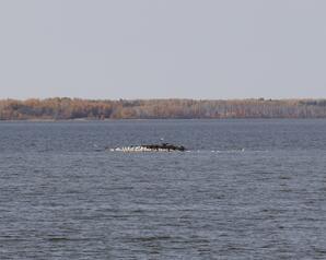 Smaller Pelican Island, Sir Winston Churchill Provincial Park, Lac la Biche-01