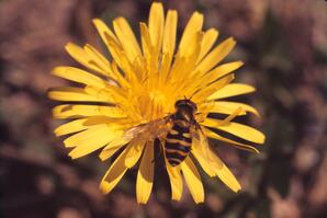 Hover fly on common dandelion flower