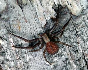 Crab spider on decaying tree trunk