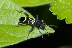 Long horned wood-boring beetle