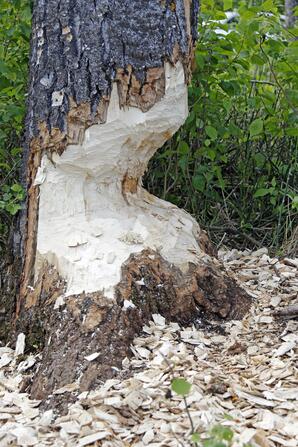 Beaver-chewed Poplar Tree-02
