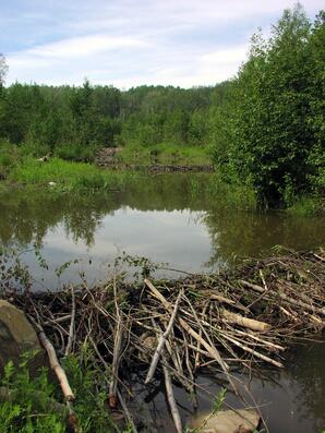 Beaver Dams on Muskeg Creek-03