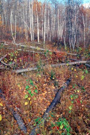 Hillside with Trees Cut Down by Beavers-02