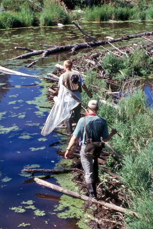 Crossing a Beaver Dam