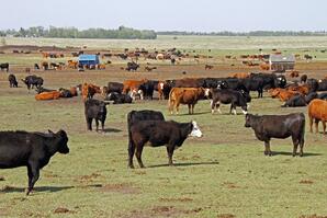 Cattle Feedlot-02