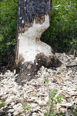 Beaver-chewed Poplar Tree-01