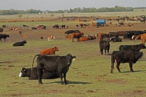 Cattle Feedlot-01