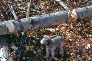 Log being sectioned by beaver