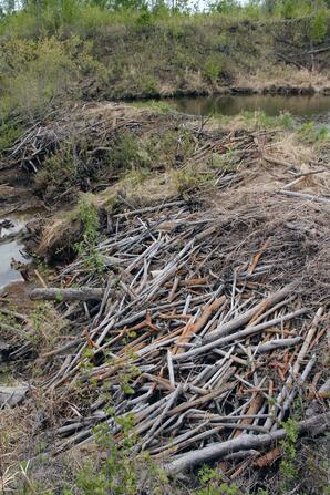 Beaver Dam on a small gully of Muskeg Creek