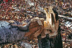 Poplar tree partially cut by beaver and fallen by wind