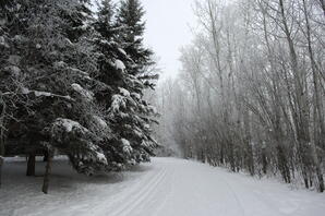 Ski Trails Around Athabasca University