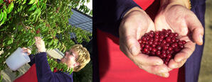 AU Athabasca - Choke Cherry Tree