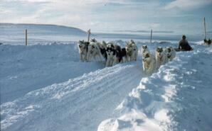 Dog team