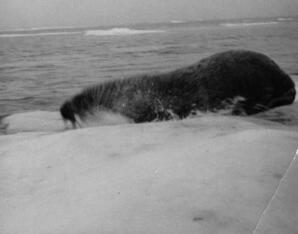 Walrus