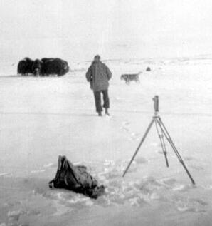 Floyd Wilson with muskox