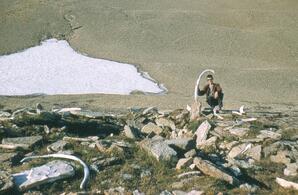 John Gilbert with Whalebones 1