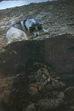Coal Seam