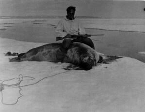 Inuit with walrus