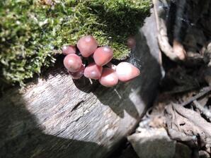 Mycena haematopus: Bleeding Heart Mushroom, Little Monthly Mushroom