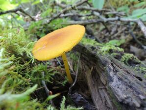 Pluteus leoninus
