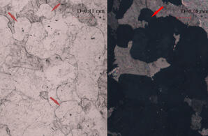 Apatite (thin section)