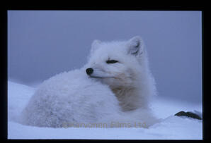 Arctic Fox