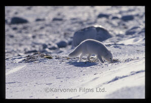Arctic Fox