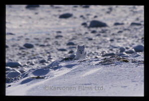 Arctic Fox