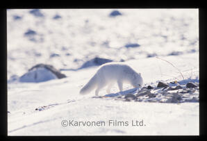 Arctic Fox