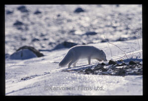 Arctic Fox