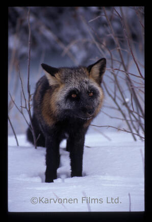 Red Fox - black phase