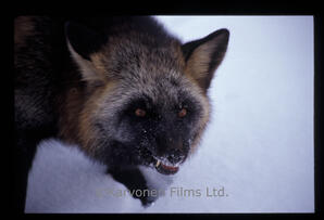 Red Fox - black phase