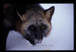 Red Fox - black phase