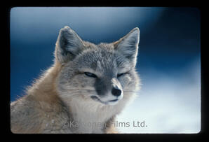 Swift Fox