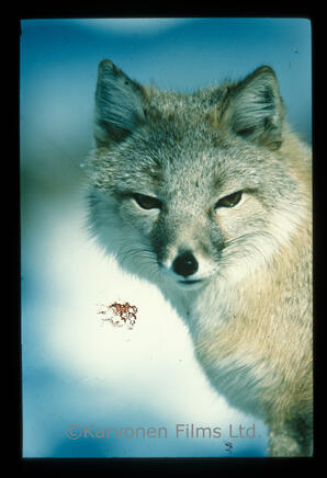 Swift Fox