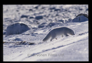 Arctic Fox