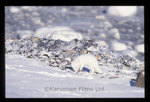 Arctic Fox