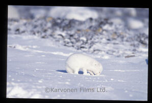 Arctic Fox