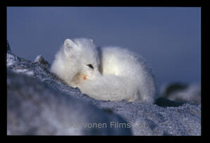 Arctic Fox