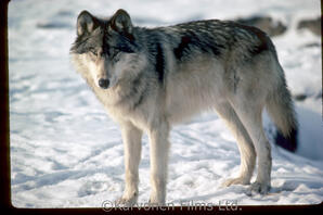 Wolf